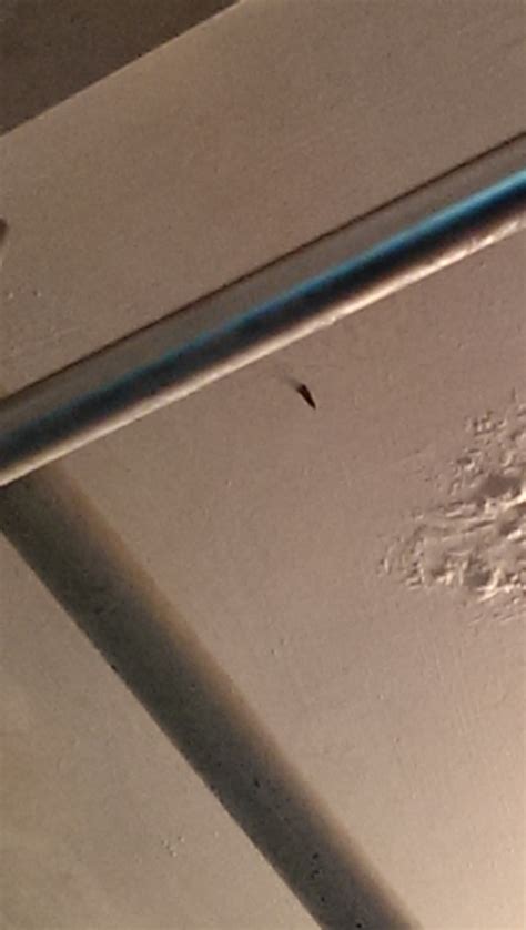 直立魚缸 家裡突然出現蛾